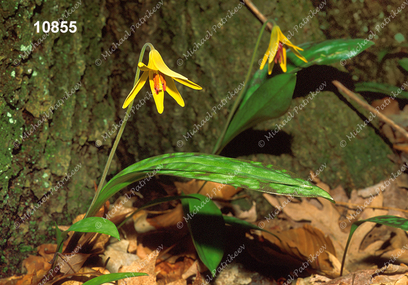 Yellow Trout Lily (Erythronium americanum)